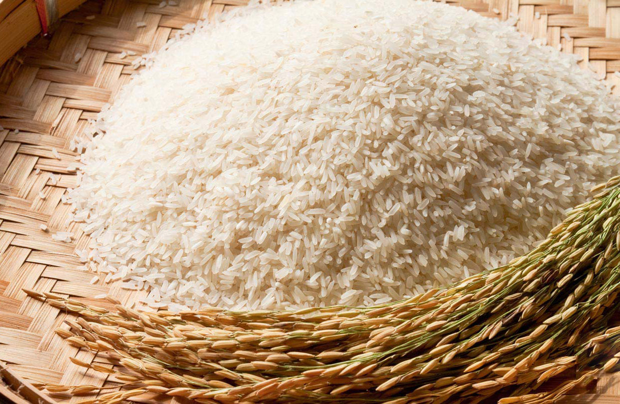 lúa gạo